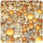 Псилоцибиновые (галлюциногенные)  грибы Psilocybin "Golden Teacher" в Курчатове
