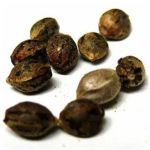 Семена марихуаны АК-47  (Seeds AK-47) в Курчатове